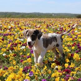 Tormaline - Harlequin female Great Dane puppy in Florida from Beachside Kennels
