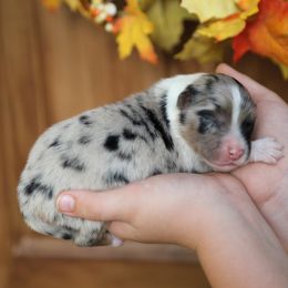 Australian Shepherd Puppies from HCA Aussies
