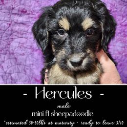 Old English Sheepdog and Sheepadoodle Puppies from Country Roads Sheepdogs & Doodles