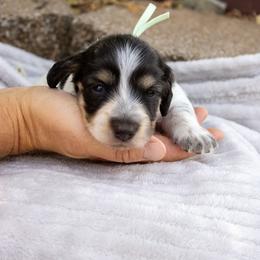 Tinker - Piebald female Dachshund puppy in Ramona, Oklahoma from Schmitt Dachshunds