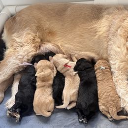 Goldendoodle puppies from Muddy Acre Pups