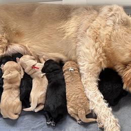 Goldendoodle puppies from Muddy Acre Pups