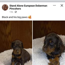 Doberman Pinscher Puppies from Stand Alone European Dobermans