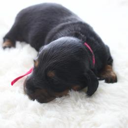 Clover - Black and tan female Dachshund puppy in Morrow, Ohio from Courtney’s Colorful Doxies