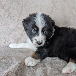 Australian Shepherd Puppies from Wray Aussies