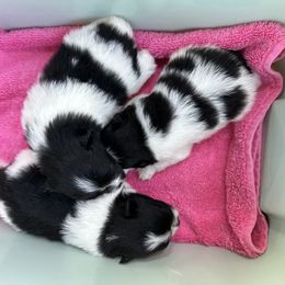 Pomeranian Puppies from A Sample Of Gods Love Kennels