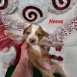 Nessa - Gold and white female Tibetan Terrier puppy in Dorena, Oregon from Angel Tibetans Of Oregon
