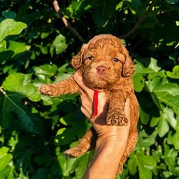 Flynn - Red male Cockapoo puppy in Millville, California from Hope Lane Kennels