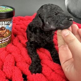 Dalmatian, Poodle, and Rhodesian Ridgeback Puppies from Ruffles, Ridges, & Spots!