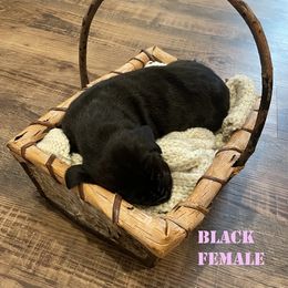 Great Dane Puppies from Andrea Aldrich's Great Danes