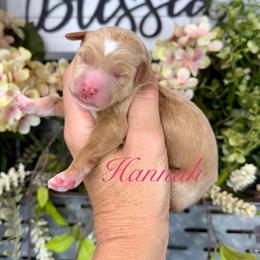 Hannah - Red female Pyredoodle puppy in Bowling Green, Ohio from FDF Pyredoodles & Bernedoodles