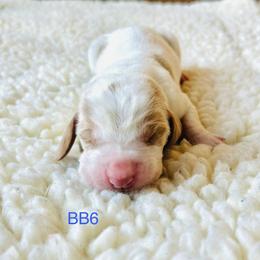 BB6 - Red and white male Basset Hound puppy in Britton, South Dakota from K&S Canines