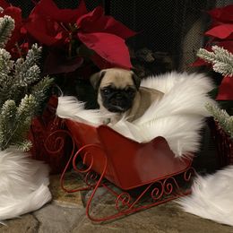 Pug Puppies from West Georgia Pugs