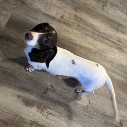 Snowball - Dachshund