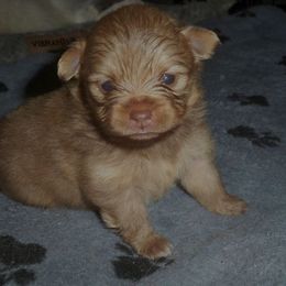 Chocolate Sable Boy - Chocolate sable male Pomeranian puppy in Skowhegan, Maine from Countryside Pomeranians