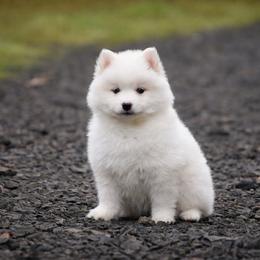 Frost - White male Pomsky puppy in Coos Bay, Oregon from Ocean View Pomskies
