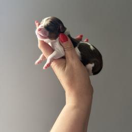 Aphrodite - Chocolate female Cavapoo puppy in Spring Hill, Florida from Parisian Puppies