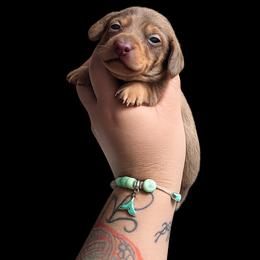 Lucky - Dapple male Dachshund puppy in Los Angeles, California from One Love Doxies