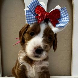 Pumpkin - Red  female Goldendoodle puppy in Peoria, Arizona from Cactus Doods