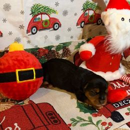 Boy 2 - Black and tan Yorkshire Terrier puppy in Paris, Tennessee from Nolan’s Yorkie Farm