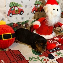 Boy 2 - Black and tan Yorkshire Terrier puppy in Paris, Tennessee from Nolan’s Yorkie Farm