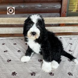 Mermaid Man - Black and white male Bernedoodle puppy in Banner Elk, North Carolina from Walnut Tree Bernedoodles