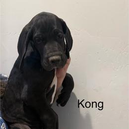 Kong - Black male Great Dane puppy in Albuquerque, New Mexico from Legacy Danes