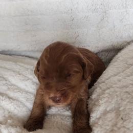 Gray - Red  male Goldendoodle puppy in Cumming, Georgia from Chattahoochee Kennels