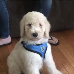 Goldendoodle, Labradoodle, and Saint Berdoodle Puppies from Dent’s Doodles