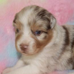 RosaBelle - Red merle female Australian Shepherd puppy in Granville, Ohio from River Trails Aussies