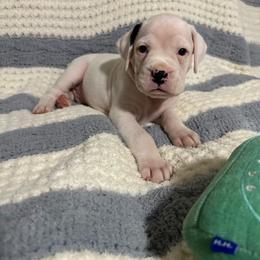 Simon - Fawn male Boxer puppy in Sugar Land, Texas from House of Onyx Boxers