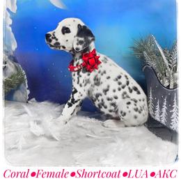 Coral (LUA Black Spotted Shortcoat) - White and black female Dalmatian puppy in Salem, Missouri from Paradise Spots Dalmatians