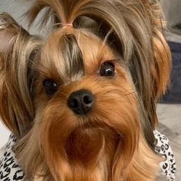 Mango - Yorkshire Terrier