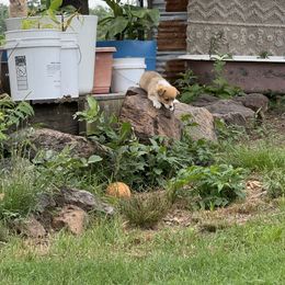 Pembroke Welsh Corgi Puppies from Sherwood Acres Pembrokes
