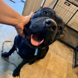 Gadget - Black male Cane Corso puppy in Sullivan, Missouri from Midwest Cane Corso in Action