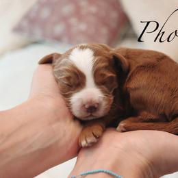 Goldendoodle Puppies from Cedarcrest Goldendoodles