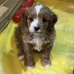 Cavapoo Puppies from Wednesday & Co