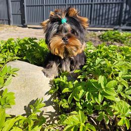 Banks - Yorkshire Terrier