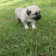 Kangal Puppies from DASA Ridge Kangals