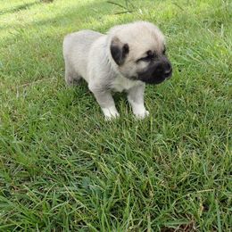 Kangal Puppies from DASA Ridge Kangals