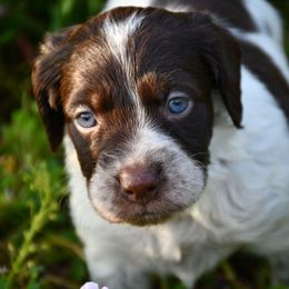 Colt - Liver roan male Brittany puppy in Hollidaysburg, Pennsylvania from Royal Flush Farms