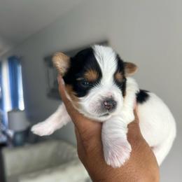 Male 1 - Chocolate, tan and white male Yorkshire Terrier puppy in Kissimmee, Florida from Bebe AKC Puppies