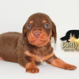 Dachshund Puppies from Piney Woods Miniature Dachshunds LLC