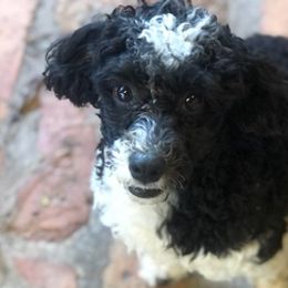 Goldendoodles and Miniature Schnauzers from Bogle’s K9