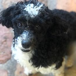 Goldendoodles and Miniature Schnauzers from Bogle’s K9