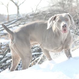 French Bulldogs and Weimaraners from Surreal French Bulldogs and Weimaraners