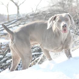 French Bulldogs and Weimaraners from Surreal French Bulldogs and Weimaraners