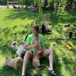 Poodle Puppies from Barlow’s Poodles and  Doodles