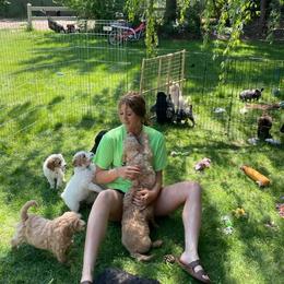 Poodle Puppies from Barlow’s Poodles and  Doodles