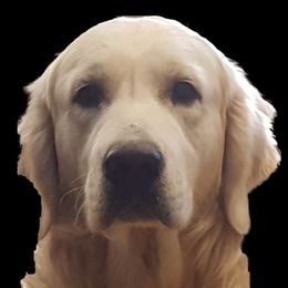 Regis - Golden Retriever